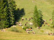 Almabtrieb am Hrnlepass